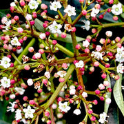 Viburnum, Moonlit Lace #3